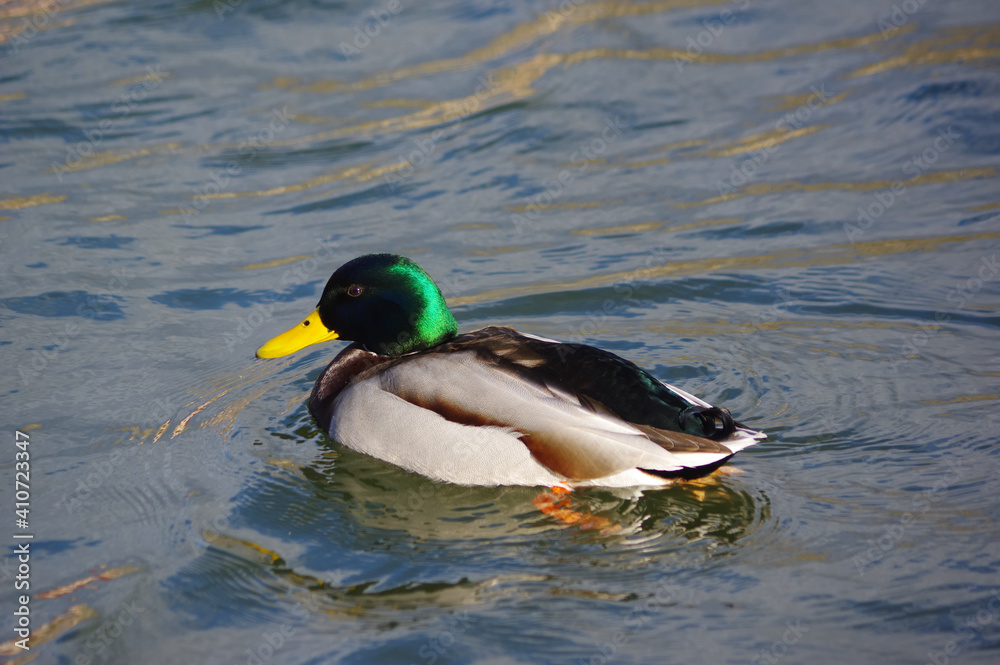 Obraz premium duck on the water