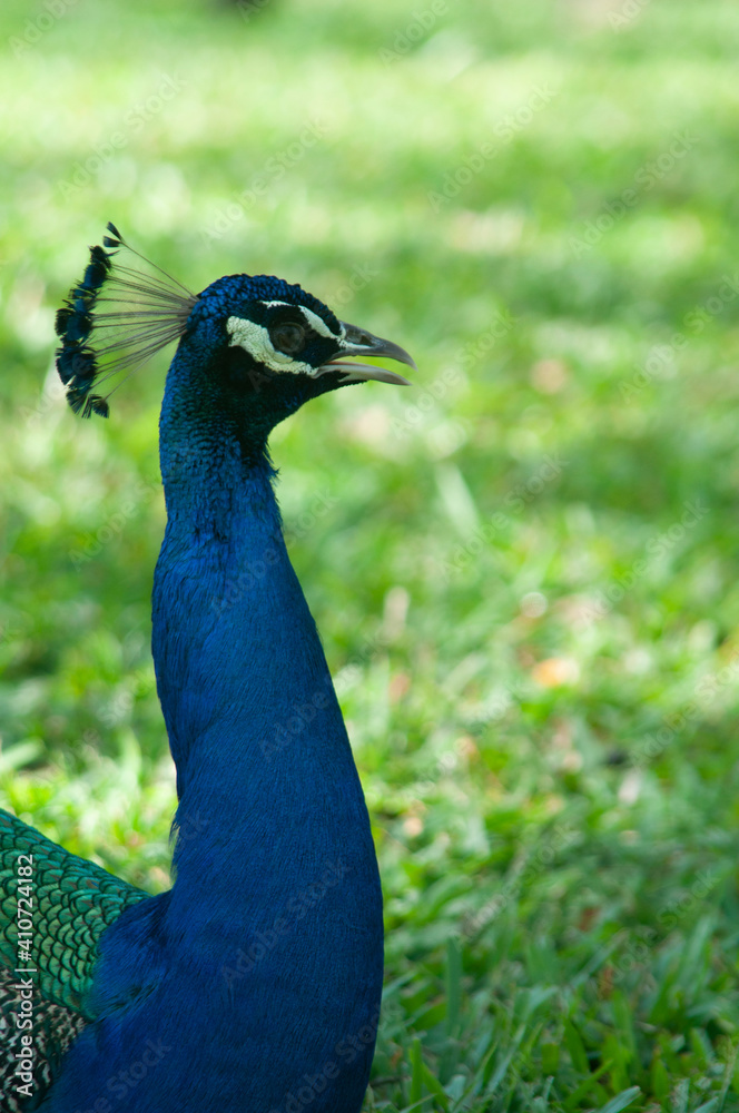 Obraz premium pavo real