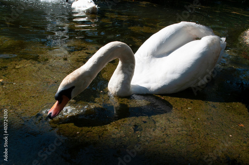 cisne