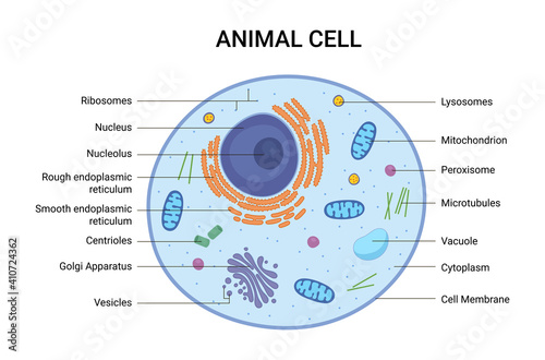 Vector illustration of the Animal cell anatomy structure. Educational infographic  photo