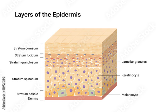 Vector illustration of Epidermis layers. Skin anatomy. Medical diagram photo