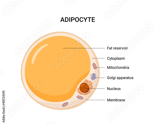 Vector structure of white fat cell. Illustration of adipose. photo