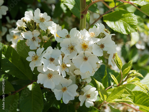 Canvastavla Rosier grimpant (Rosa filipes) à floraison décorative blanche en corymbes retomb