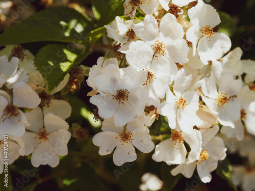Billede på lærred Bouquet de fleurs blanches en corymbes du rosier liane (Rosa filipes)