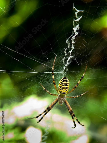 tiger spider