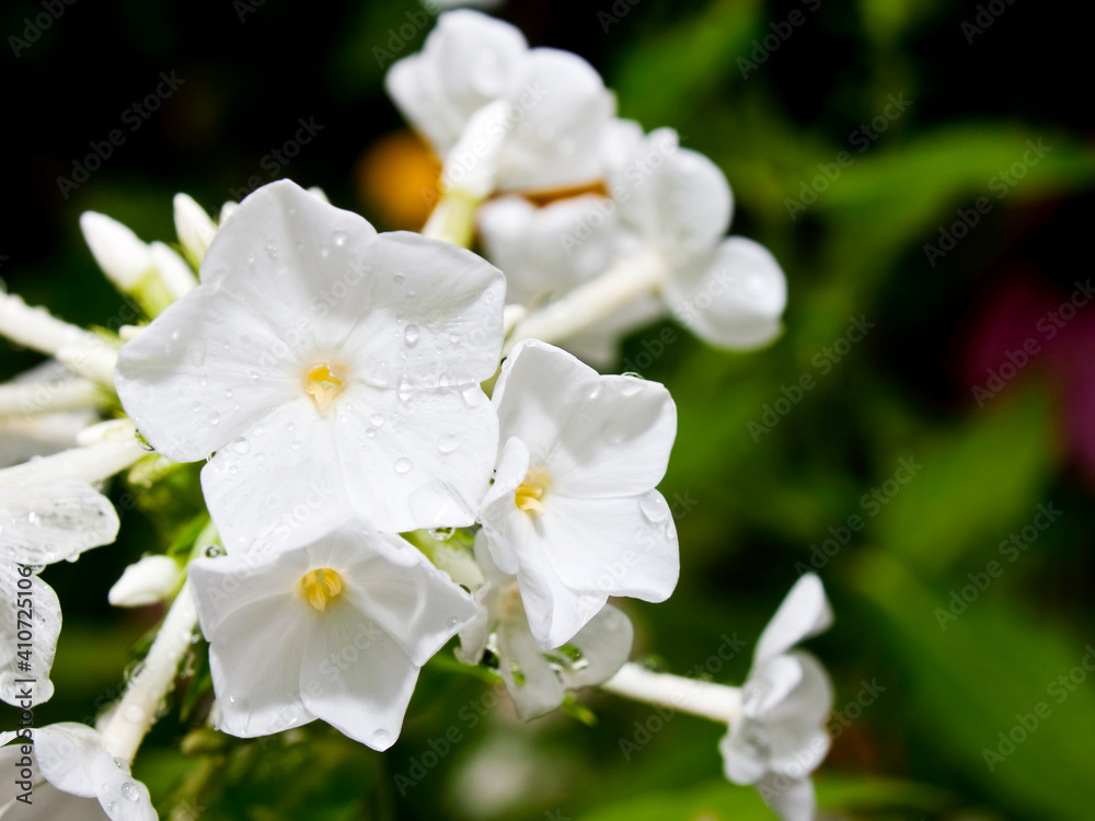 Obraz premium white flower