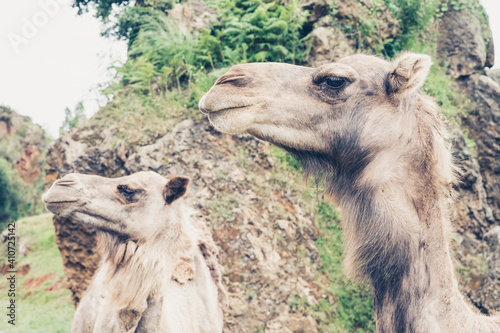 Selective focus shot of camels by a rock covered with green f photo