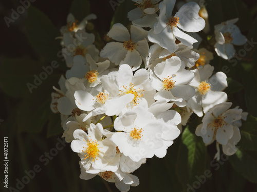 Vászonkép Bouquet de fleurs blanches en corymbes du rosier liane (Rosa filipes)