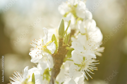 close up of a flower