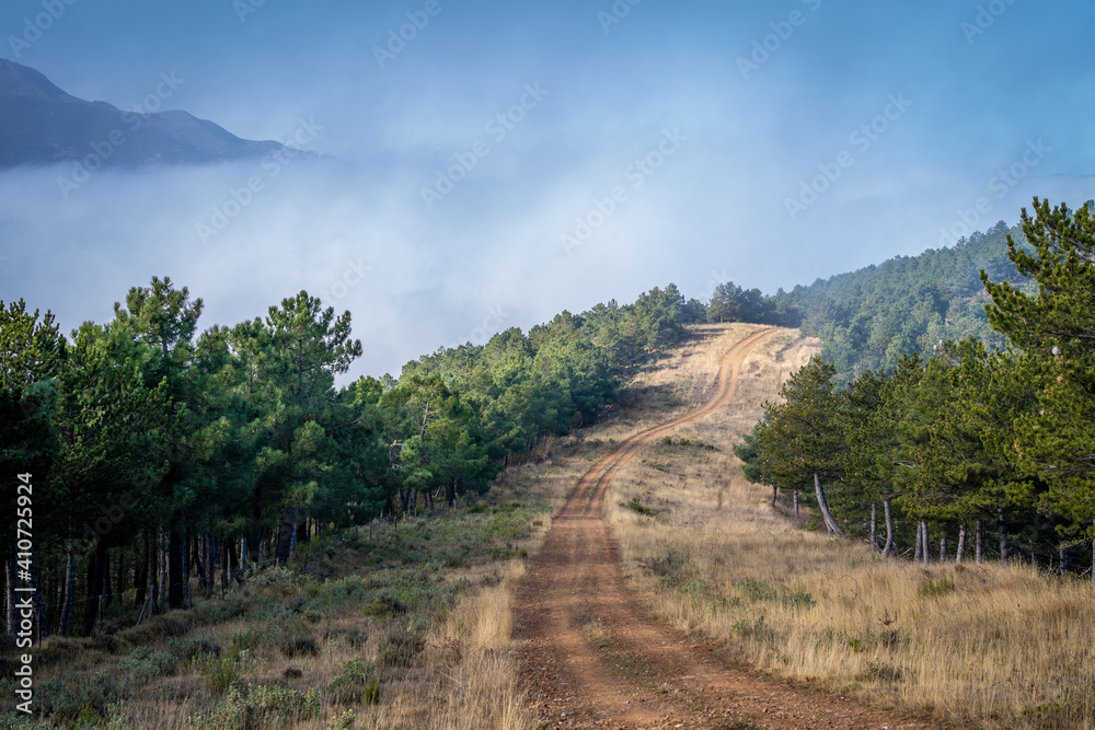 mountain road with pines, trees and nature