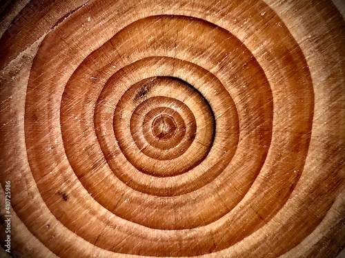 Wood Rings from Cut Tree photo