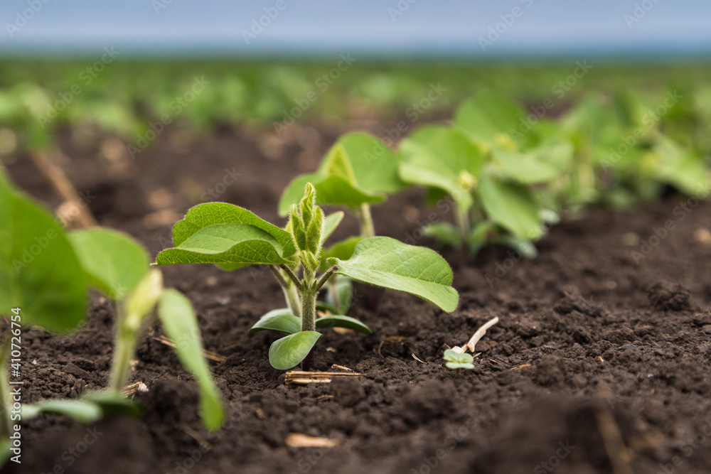 Fresh green soy plants on the field in spring. Rows of young soybean plants Fresh green soy plants on the field in spring. Rows of young soybean plants