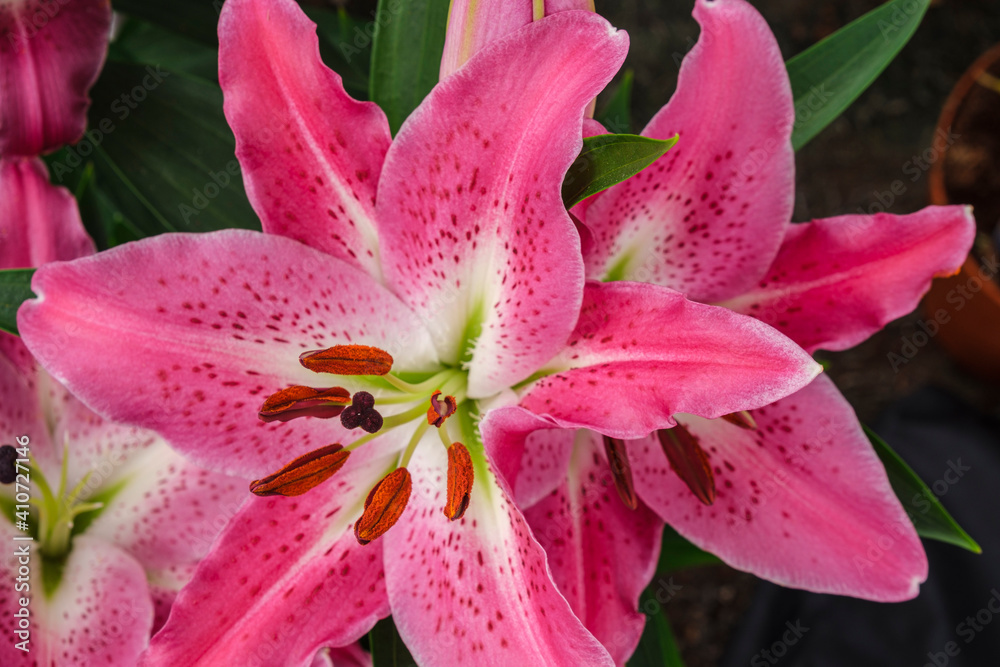 Lilium Stargazer, Mallorca, Balearic Islands, Spain