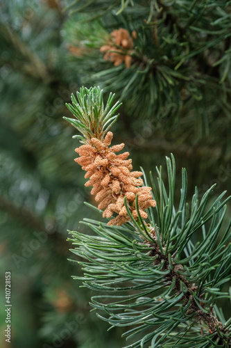 Nahaufnahme / Hochformat: Grüner Zweig mit Pollen und Blütenstaub an einer Kiefer (Lat.: Pinus) im Frühling photo