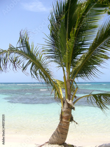 a tiny palm tree on the Plage de Bois Jolan in Sainte Anne, Grande Terre, Guadeloupe, August photo