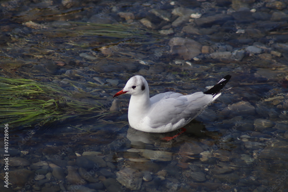 Fototapeta premium seagull on the rock