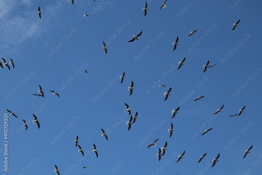 Fototapeta premium birds in flight