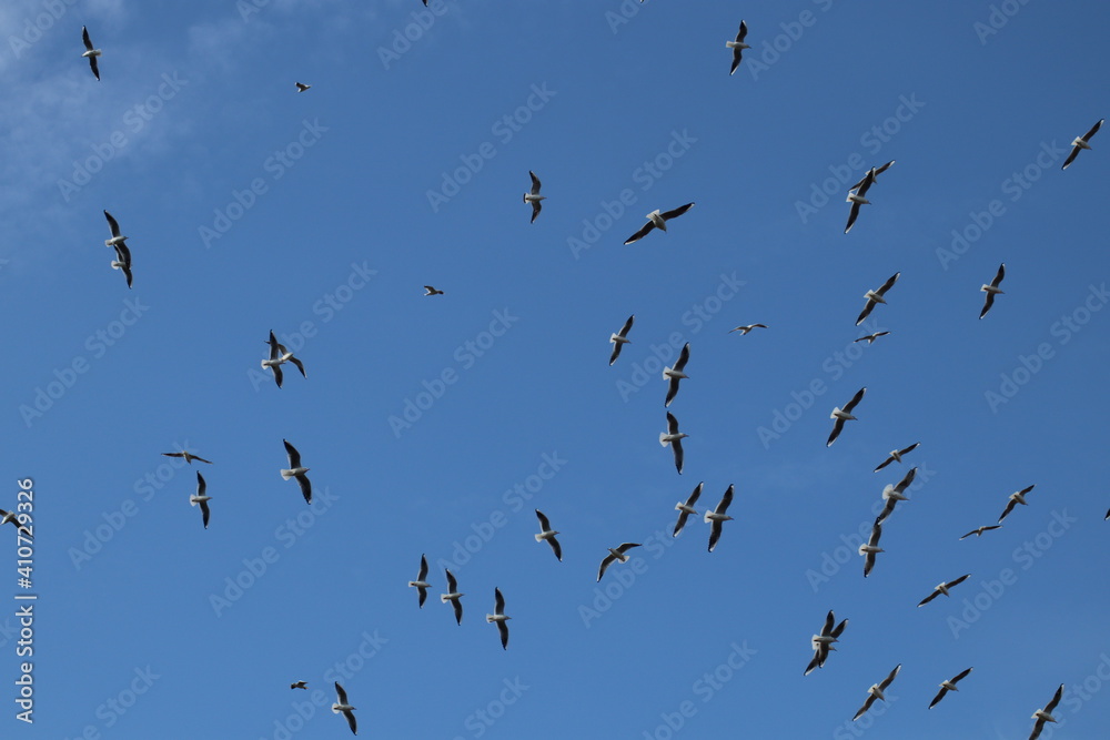Fototapeta premium flock of birds