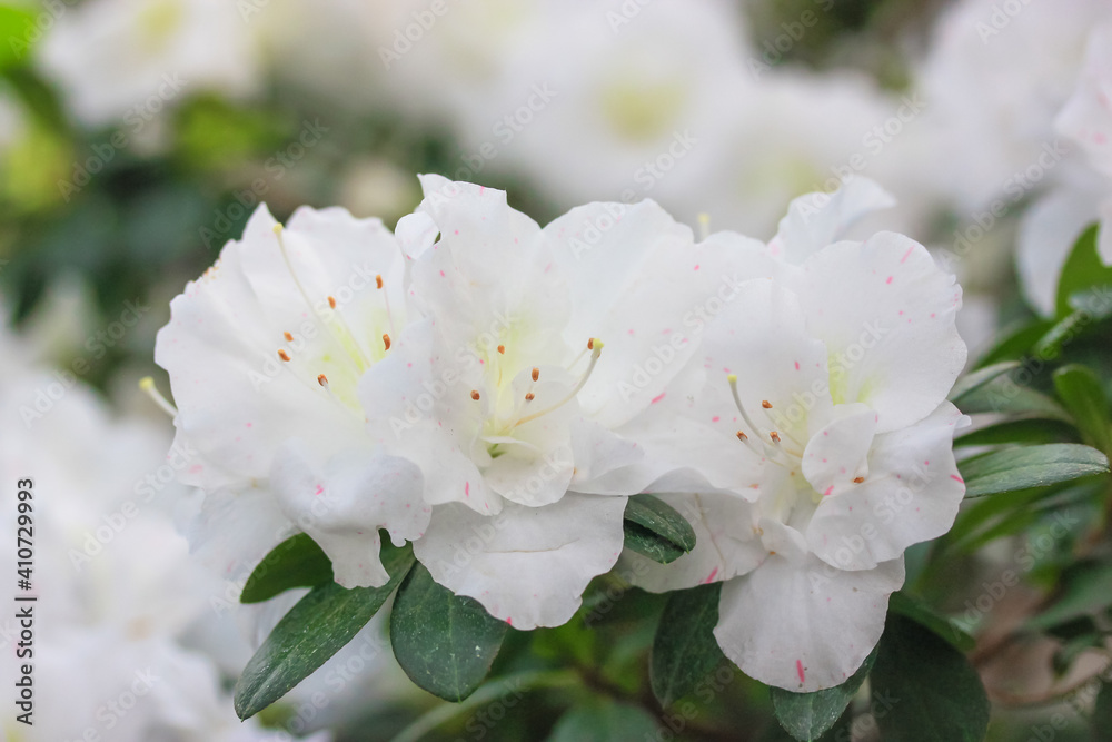 White azaleas, rhododendron tree with tender flowers, springtime in the botanical garden. Bush in bloom. Place for text. White azaleas, rhododendron tree with tender flowers, springtime in the botanical garden. Bush in bloom. Place for text.