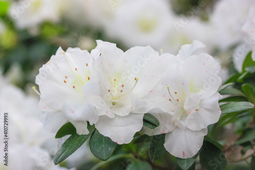 White azaleas, rhododendron tree with tender flowers, springtime in the botanical garden. Bush in bloom. Place for text.