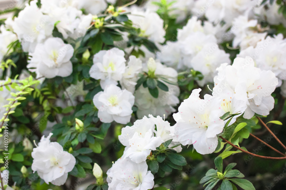 White azaleas, rhododendron tree with tender flowers, springtime in the botanical garden. Bush in bloom. Place for text. White azaleas, rhododendron tree with tender flowers, springtime in the botanical garden. Bush in bloom. Place for text.