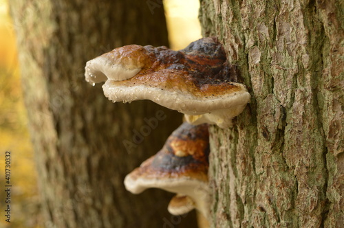 mushroom on a tree