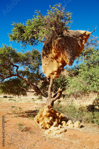 Tree with big nest of weaver birds colony © Dmitry Pichugin
