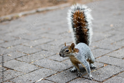 Foto Retrato de una ardilla en el parque