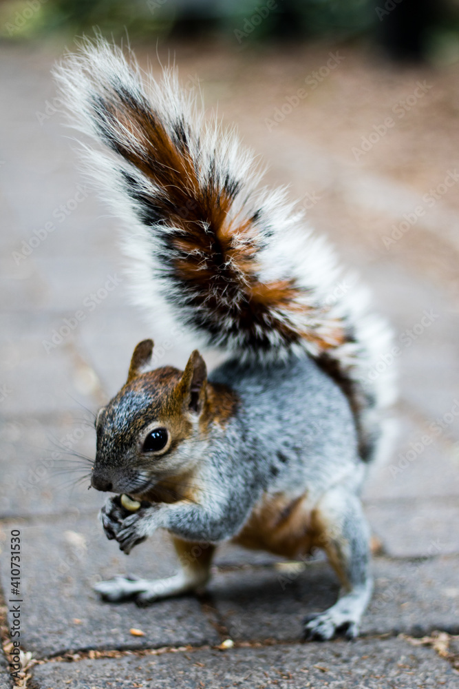 Retrato de una ardilla en el parque Retrato de una ardilla en el parque