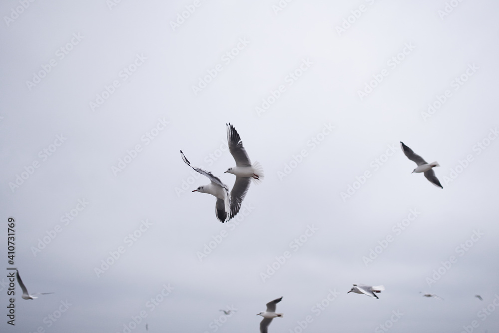 Fototapeta premium Seagulls in winter cloudy day.