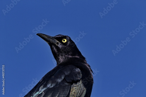 Closeup portrait of Great-Tailed Grackle against blue sky in Texas