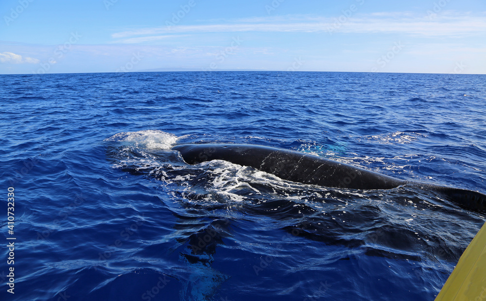 Fototapeta premium Whale under the boat - Humpback whale, Maui, Hawaii