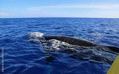 Whale under the boat - Humpback whale, Maui, Hawaii