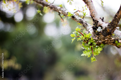 Fotografía de detalle de un acodo de árbol
