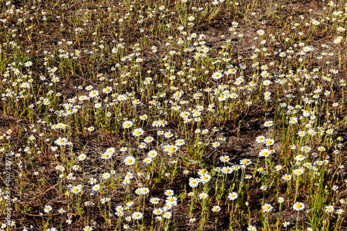 White chamomile flowers on a meadow at spring