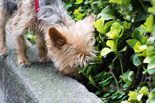 Perrito olfateando las jardineras durante un paseo