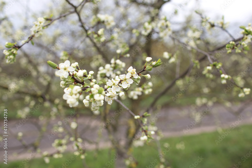 Blooming cherry blossoms close-up. Spring joyous mood. Blooming cherry blossoms close-up. Spring joyous mood.