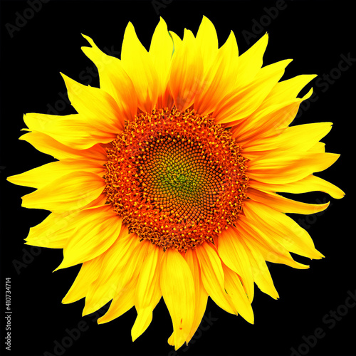 Fototapeta Naklejka Na Ścianę i Meble -  Bright big yellow-orange sunflower flower on isolated on black background