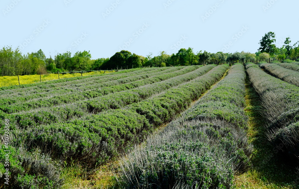 Field of lavender plants in early spring before flowering Field of lavender plants in early spring before flowering