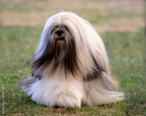 Lhasa Apso photo