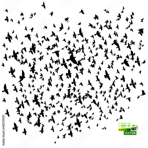 A large flock of flying birds. Vector illustration