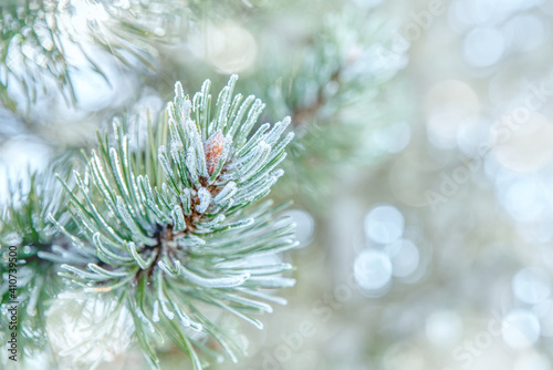 Pine branches in the frost. Winter background with snowy pine tree branches. Beauty in nature