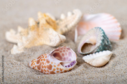 Shells stacked on sea sand. Fossils of marine animals on the beach.
