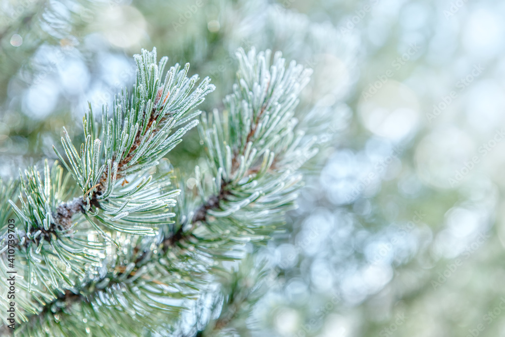 Pine branches in the frost. Winter background with snowy pine tree branches. Beauty in nature