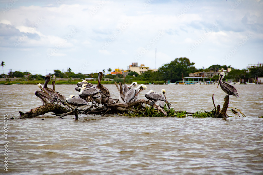 Parvada de pelicanos descansando en el río Parvada de pelicanos descansando en el río