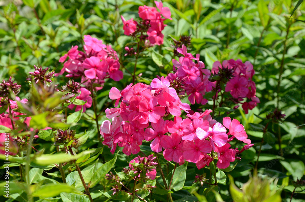 pink flowers in the garden