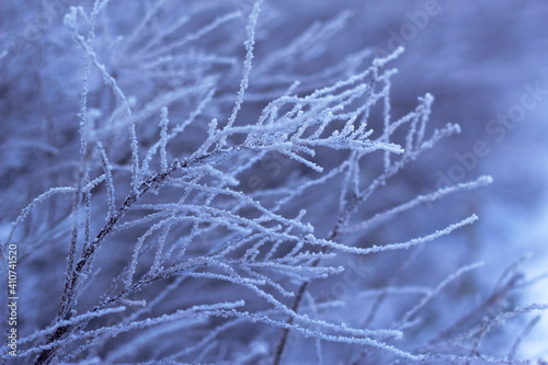 soft and fluffy frost covered branches - winter close up, seasonal cold textured background and beautiful nature