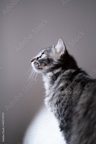 Nice gray cat with a nice big eye inside © Daniel