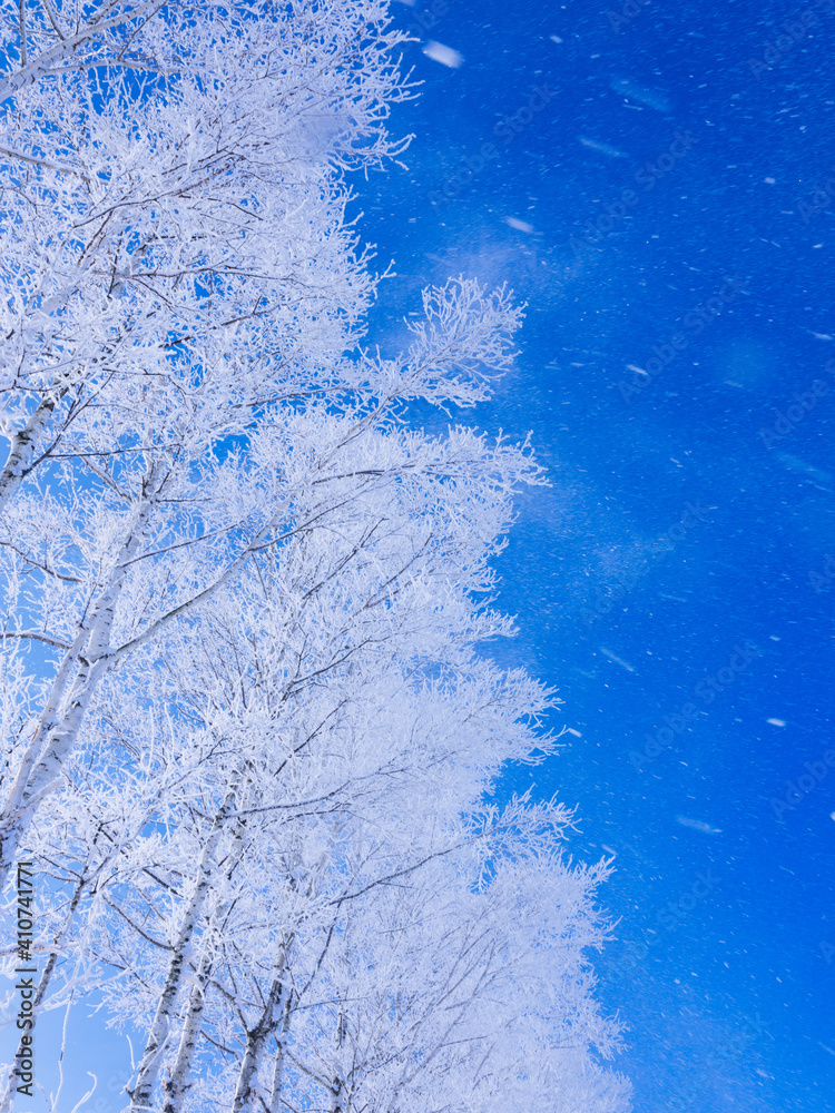 Fototapeta premium 霧氷と青空 