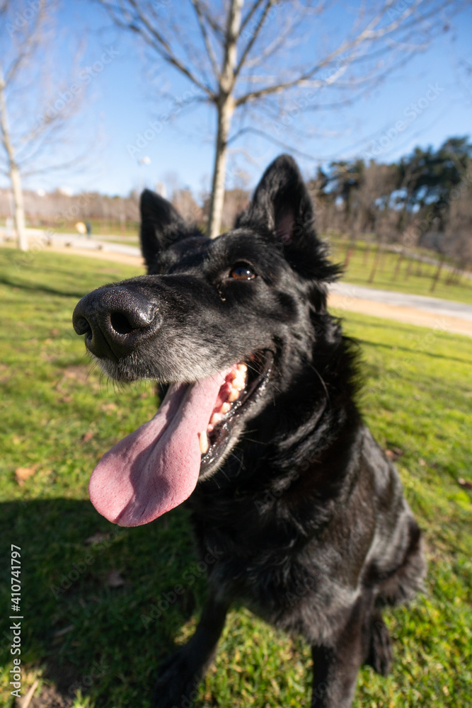 Happy black pretty dog in the park in sunlight with tongue out running in the park Happy black pretty dog in the park in sunlight with tongue out running in the park